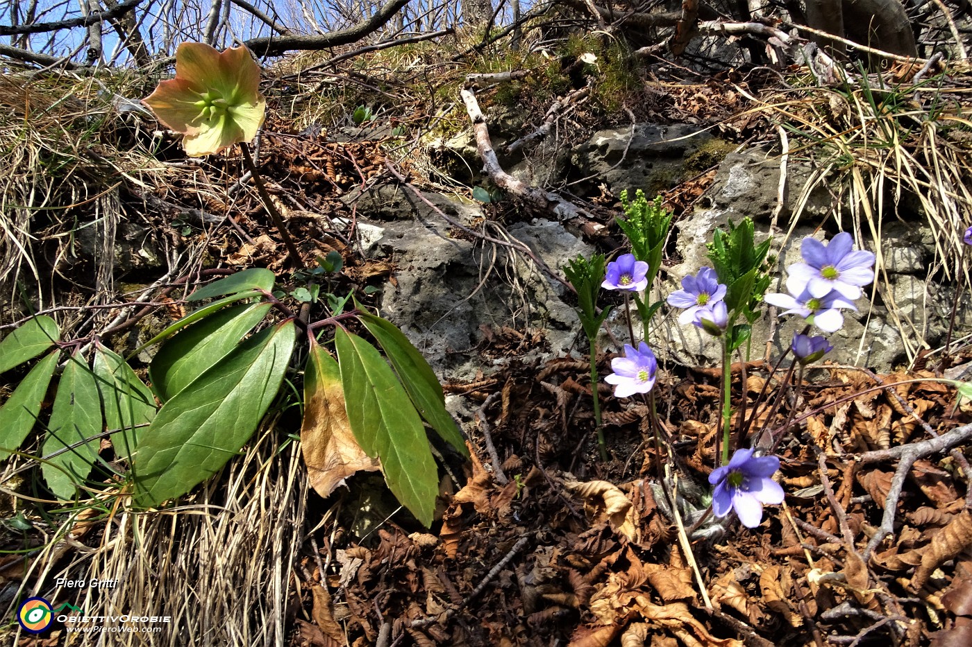 23 Ellebori (Helleborus niger) con erba trinita (Hepatica Nobilis).JPG